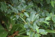 <strong>Ficus tinctoria - Ramon, Laurence - 129</strong><br />© Ramon, Laurence